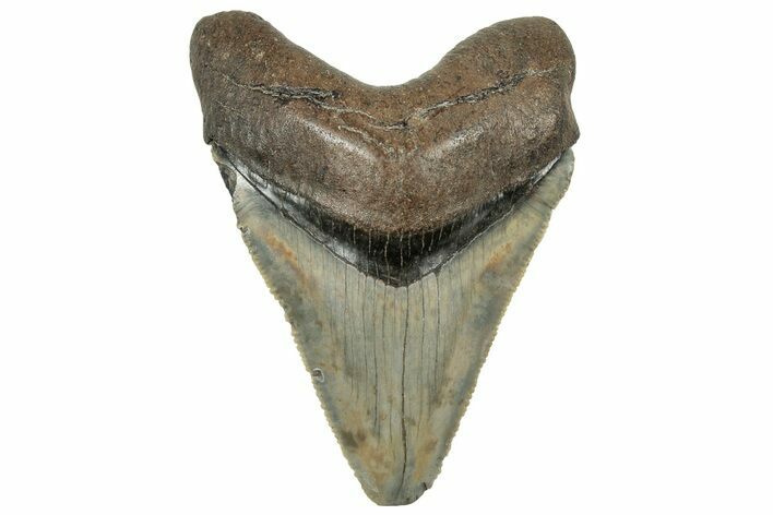 Serrated, Juvenile Megalodon Tooth - South Carolina #325190